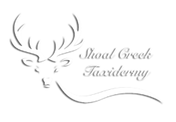 Shoal Creek Taxidermy footer image