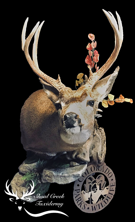 learn about Shoal Creek Taxidermy in Alabama