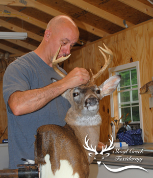 meet the taxidermist Matt Harris - Shoal Creek Taxidermy in Alabama