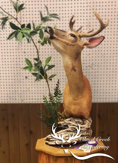 local Gadsden, AL taxidermist